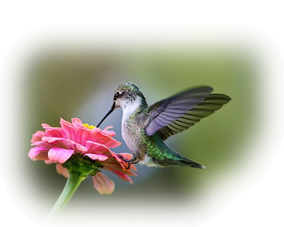 Colibri